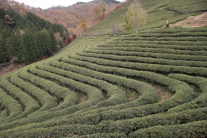 마곡동회생파산비용